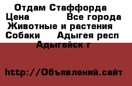 Отдам Стаффорда › Цена ­ 2 000 - Все города Животные и растения » Собаки   . Адыгея респ.,Адыгейск г.